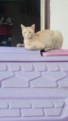 Lost Female Cat last seen Boxwood and san bernardino ave, Fontana, CA 92335