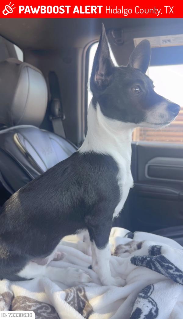 Lost Male Dog last seen amargosa st mission tx, Hidalgo County, TX 78574