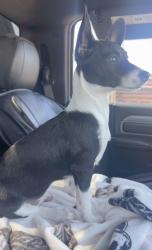 Lost Male Dog last seen amargosa st mission tx, Hidalgo County, TX 78574