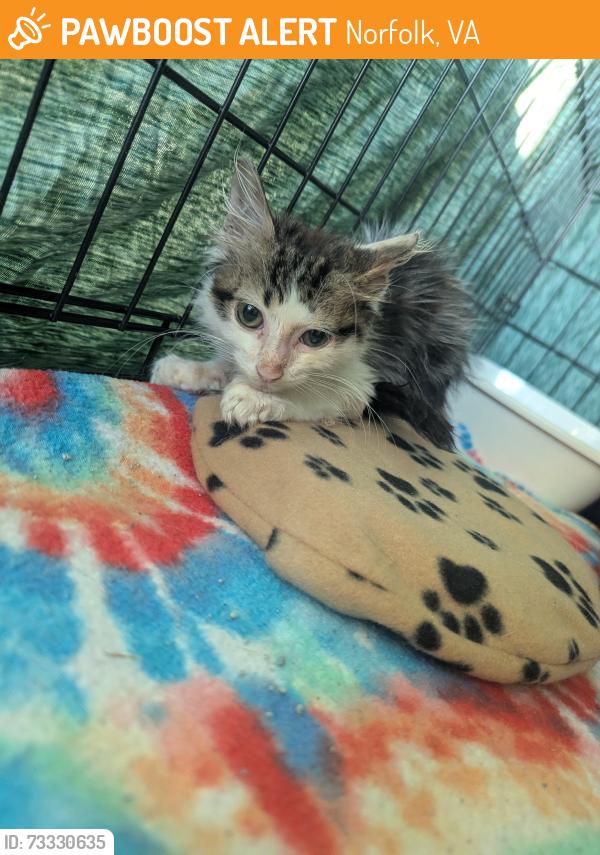 Found/Stray Male Cat last seen Saint Denis Ave./Tidewater Dr., Norfolk, VA 23509