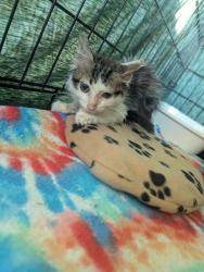Found/Stray Male Cat last seen Saint Denis Ave./Tidewater Dr., Norfolk, VA 23509