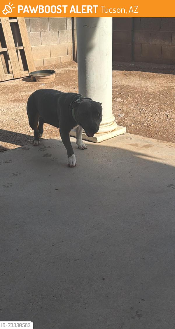 Found/Stray Female Dog last seen Drexel near sierra middle school, Tucson, AZ 85706