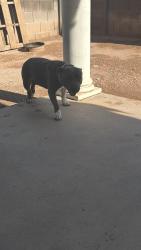 Found/Stray Female Dog last seen Drexel near sierra middle school, Tucson, AZ 85706