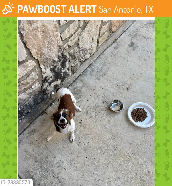 Found/Stray Female Dog last seen Culebra & Ashprington Dr, San Antonio, TX 78251