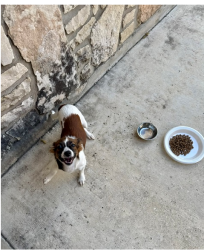 Found/Stray Female Dog last seen Culebra & Ashprington Dr, San Antonio, TX 78251