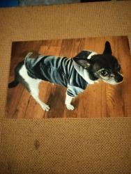 Reunited Female Dog last seen 36th Street and Oak, Phoenix, AZ 85008