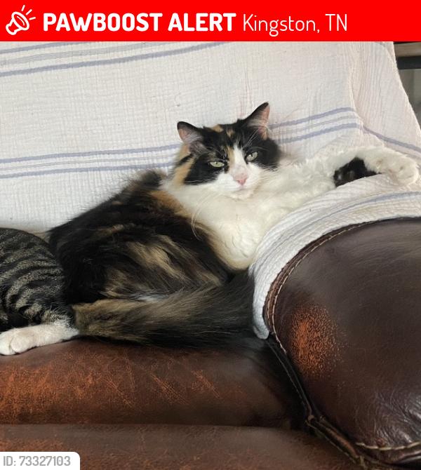 Lost Female Cat last seen Sunrise Dr by Hwy 70, Kingston, TN 37763