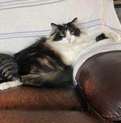 Lost Female Cat last seen Sunrise Dr by Hwy 70, Kingston, TN 37763