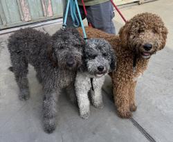 Reunited Unknown Dog last seen Rosecrans & Atlantic, Lynwood, CA 90262