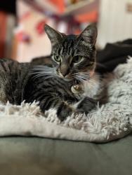 Lost Male Cat last seen Manning, Reedley, CA 93654