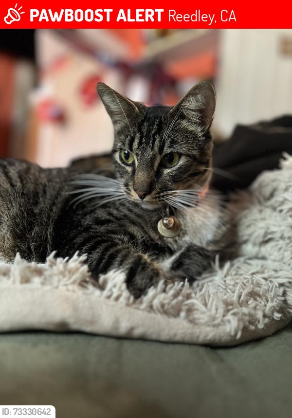 Lost Male Cat last seen Manning, Reedley, CA 93654