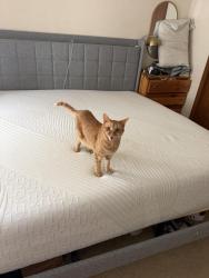 Lost Male Cat last seen Augusta and Second Ave, Suquamish, WA 98392