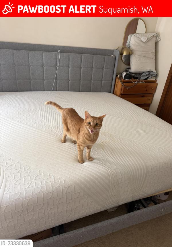 Lost Male Cat last seen Augusta and Second Ave, Suquamish, WA 98392
