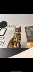 Lost Male Cat last seen 6th and Spring Mill Ave, Conshohocken, PA 19428