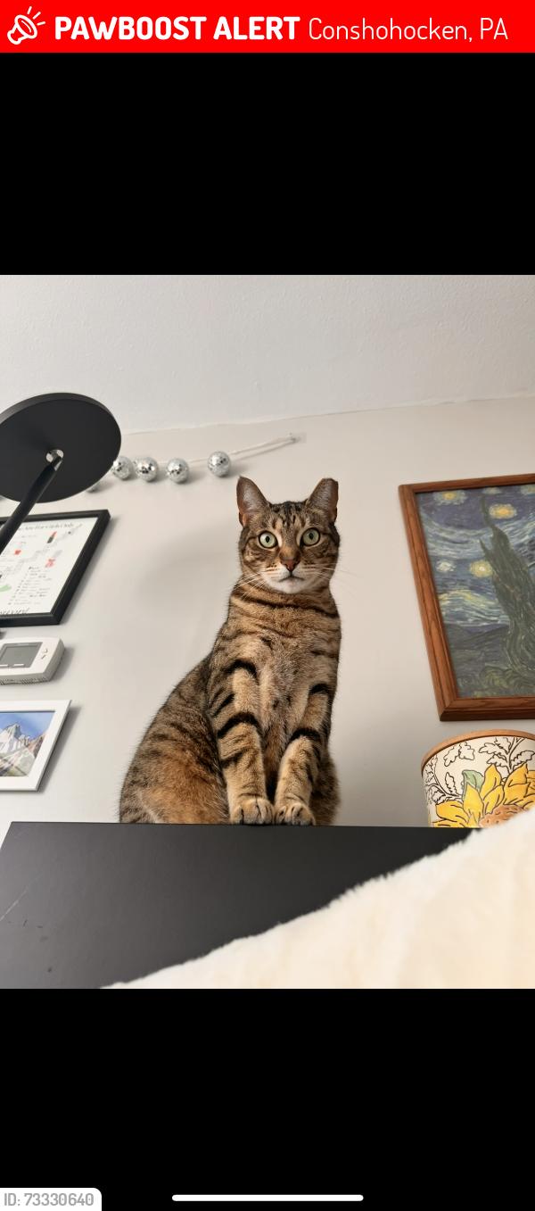 Lost Male Cat last seen 6th and Spring Mill Ave, Conshohocken, PA 19428