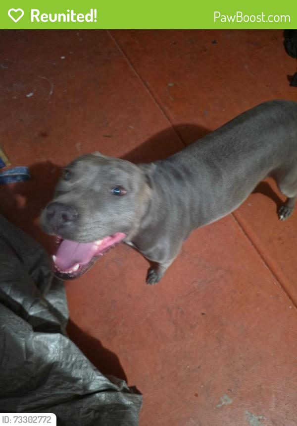 Reunited Female Dog last seen 98th and Gibson, Albuquerque, NM 87121