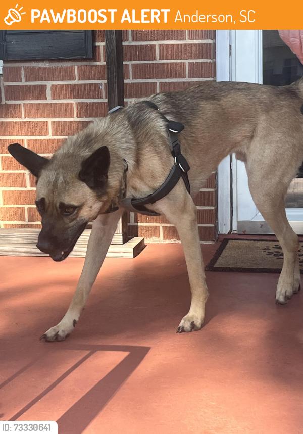 Found/Stray Male Dog last seen W. Roosevelt & Algonquin Ave., Anderson, SC 29626
