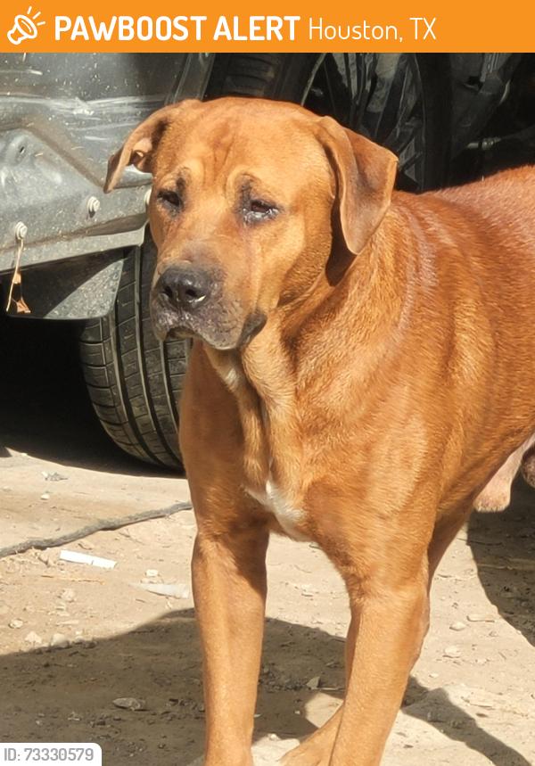 Found/Stray Male Dog last seen Klein High School, Houston, TX 77066