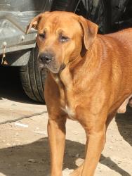 Found/Stray Male Dog last seen Klein High School, Houston, TX 77066