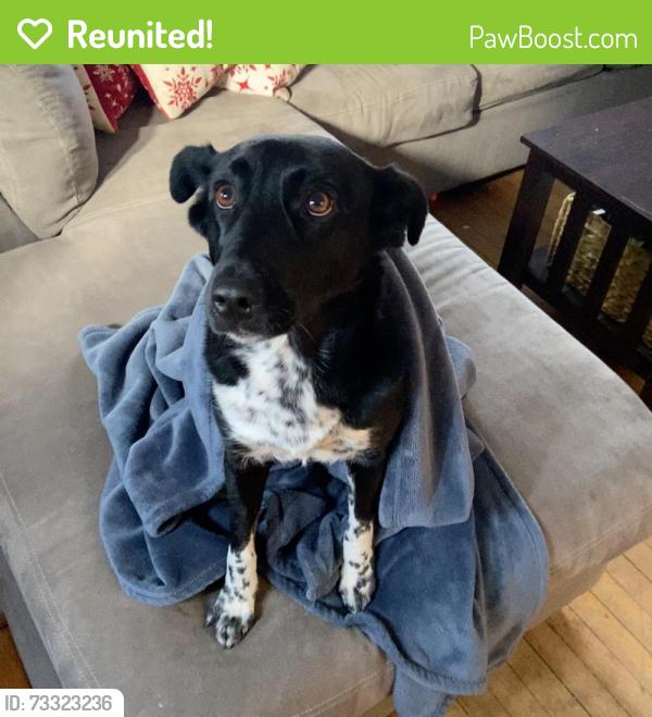 Reunited Female Dog last seen Marianna St and Walter St, off of Eastern Ave, Lynn, MA 01902