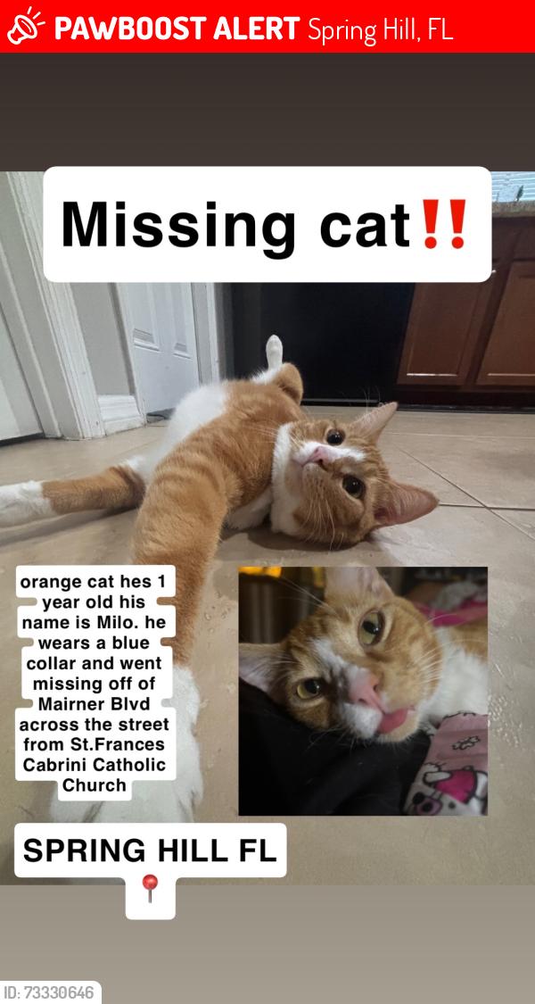 Lost Male Cat last seen Elgin and Mariner, Spring Hill, FL 34608