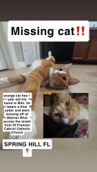 Lost Male Cat last seen Elgin and Mariner, Spring Hill, FL 34608