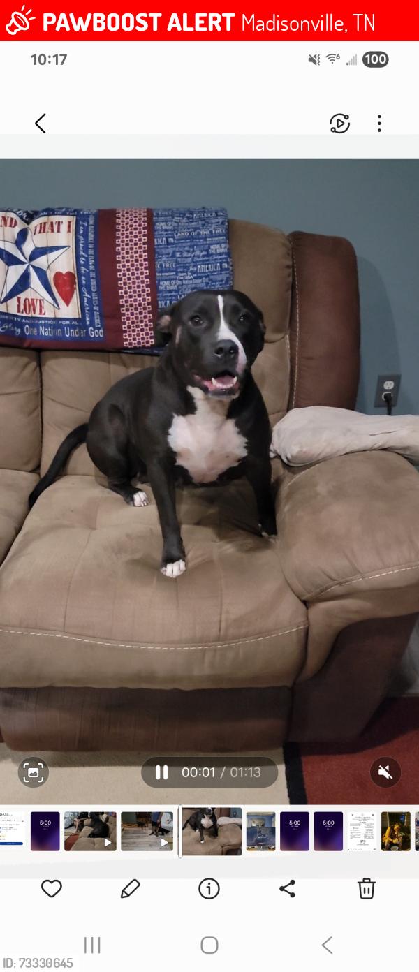 Lost Female Dog last seen Crowder Road, Madisonville, TN 37354