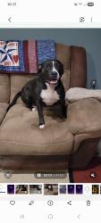 Lost Female Dog last seen Crowder Road, Madisonville, TN 37354
