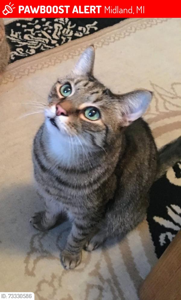 Lost Male Cat last seen Helen St, Midland, MI 48640