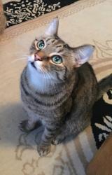Lost Male Cat last seen Helen St, Midland, MI 48640
