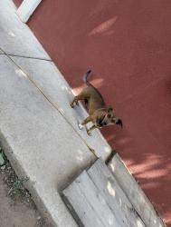 Reunited Male Dog last seen Bridge & Goff, Albuquerque, NM 87105