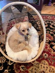 Lost Female Dog last seen Madison and Washington close to Dunkin, Hartford, CT 06106