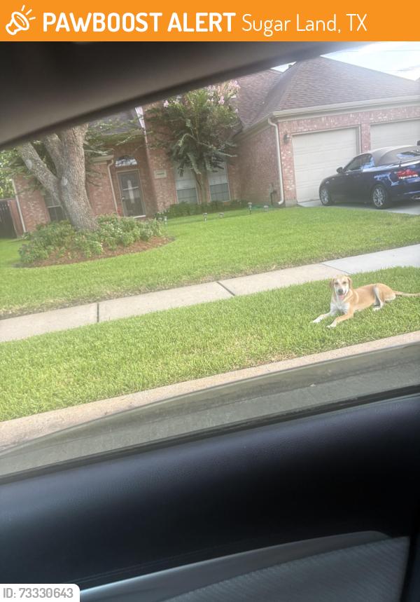 Found/Stray Female Dog last seen Aba therapy center, Sugar Land, TX 77498