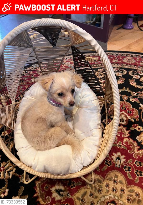 Lost Female Dog last seen Madison and Washington close to Dunkin, Hartford, CT 06106