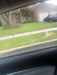 Found/Stray Female Dog last seen Aba therapy center, Sugar Land, TX 77498