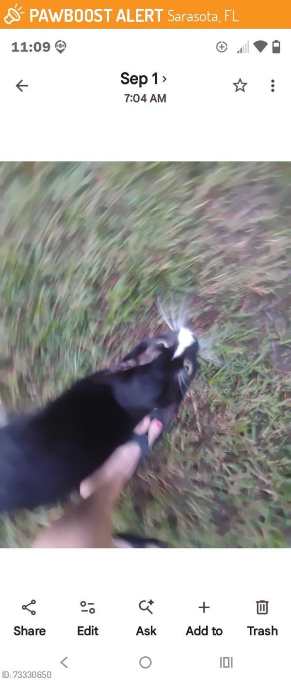 Found/Stray Unknown Cat last seen Proctor rd, Sarasota, FL 34233