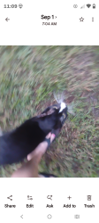 Found/Stray Unknown Cat last seen Proctor rd, Sarasota, FL 34233