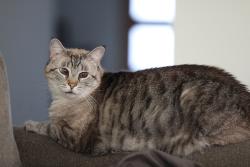 Reunited Male Cat last seen Near Crisp Beech St, Magnolia, TX, Magnolia, TX 77354