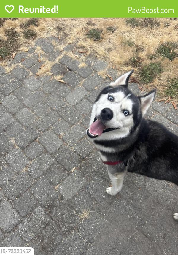 Reunited Male Dog last seen Columbine, Vancouver, WA 98661