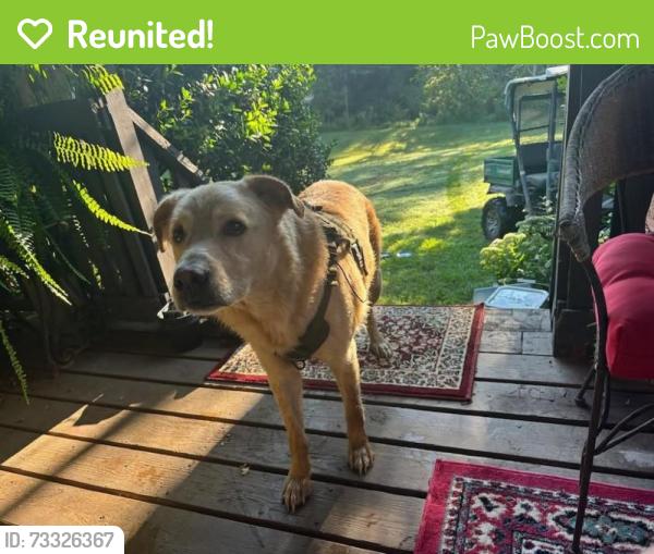 Reunited Male Dog last seen Little Barton's Creek Road, Cumberland Furnace, TN 37051