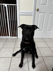 Reunited Female Dog last seen Kildaire Farm Rd, Cary, NC 27518