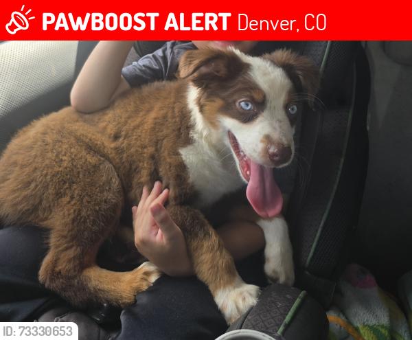 Lost Female Dog last seen 42nd and clayton, Denver, CO 80216