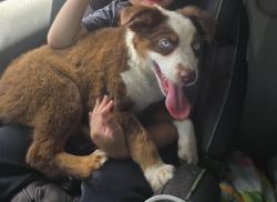 Lost Female Dog last seen 42nd and clayton, Denver, CO 80216