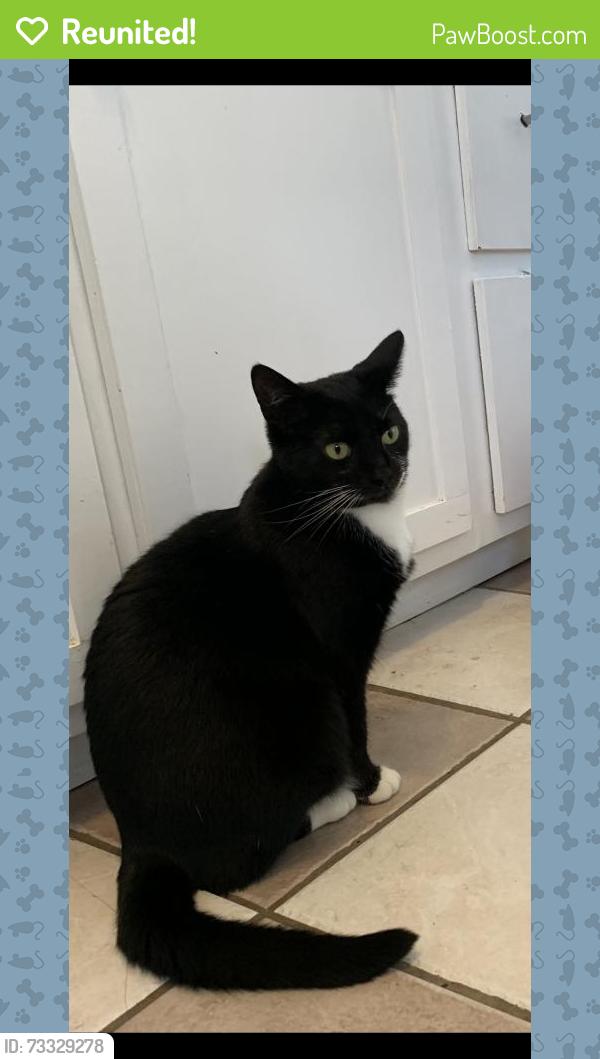 Reunited Female Cat last seen Near E Park Dr, Cleveland, OH 44119, USA, Cleveland, OH 44119
