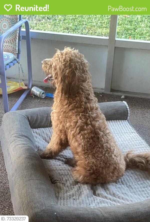 Reunited Male Dog last seen Corner of Maine and Hiatt, Lee County, FL 33905