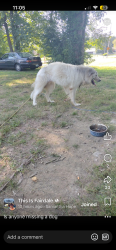 Found/Stray Male Dog last seen keys ferry road, Louisville, KY 40118