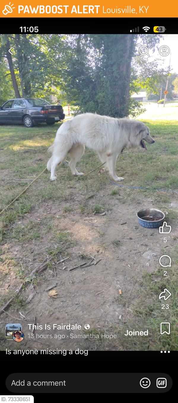 Found/Stray Male Dog last seen keys ferry road, Louisville, KY 40118