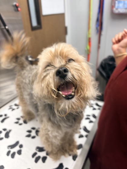 Shelter Stray Male Dog last seen Near Brighton Park Blvd, Berkeley County, SC, 2455 Remount Rd, North Charleston, SC 29406, USA