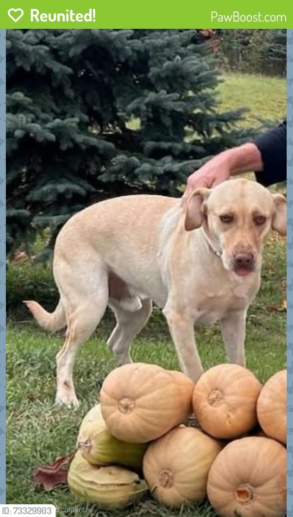 Reunited Male Dog last seen 4th St, NW near Beaumont between Covell and Valley., Grand Rapids, MI 49504