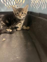 Shelter Stray Male Cat last seen Near MARTIN ST, East District, TX, 355 Hillshire Dr, Haslet, TX 76052, USA